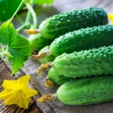 Ecole krastavac f1: opis + recenzije